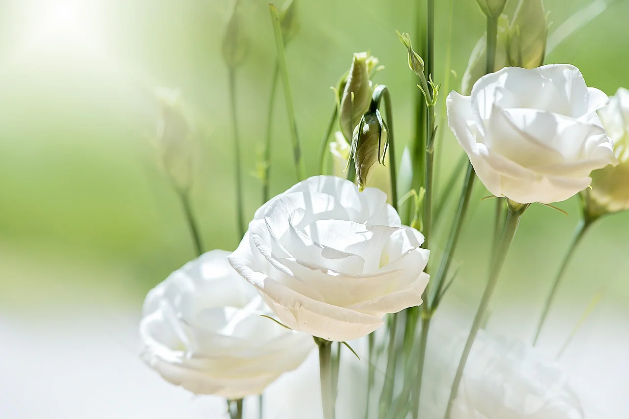 Eustoma grandiflorum <br>LISIANTHUS WHITE/CREAM MIX <br>Non-pelleted - Image 2