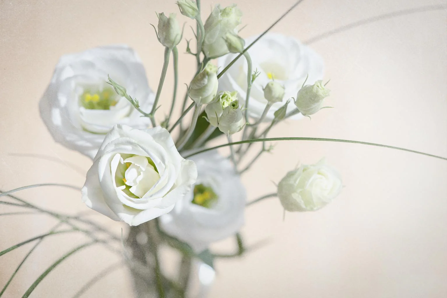 Eustoma grandiflorum <br>LISIANTHUS WHITE/CREAM MIX <br>Non-pelleted - Image 3