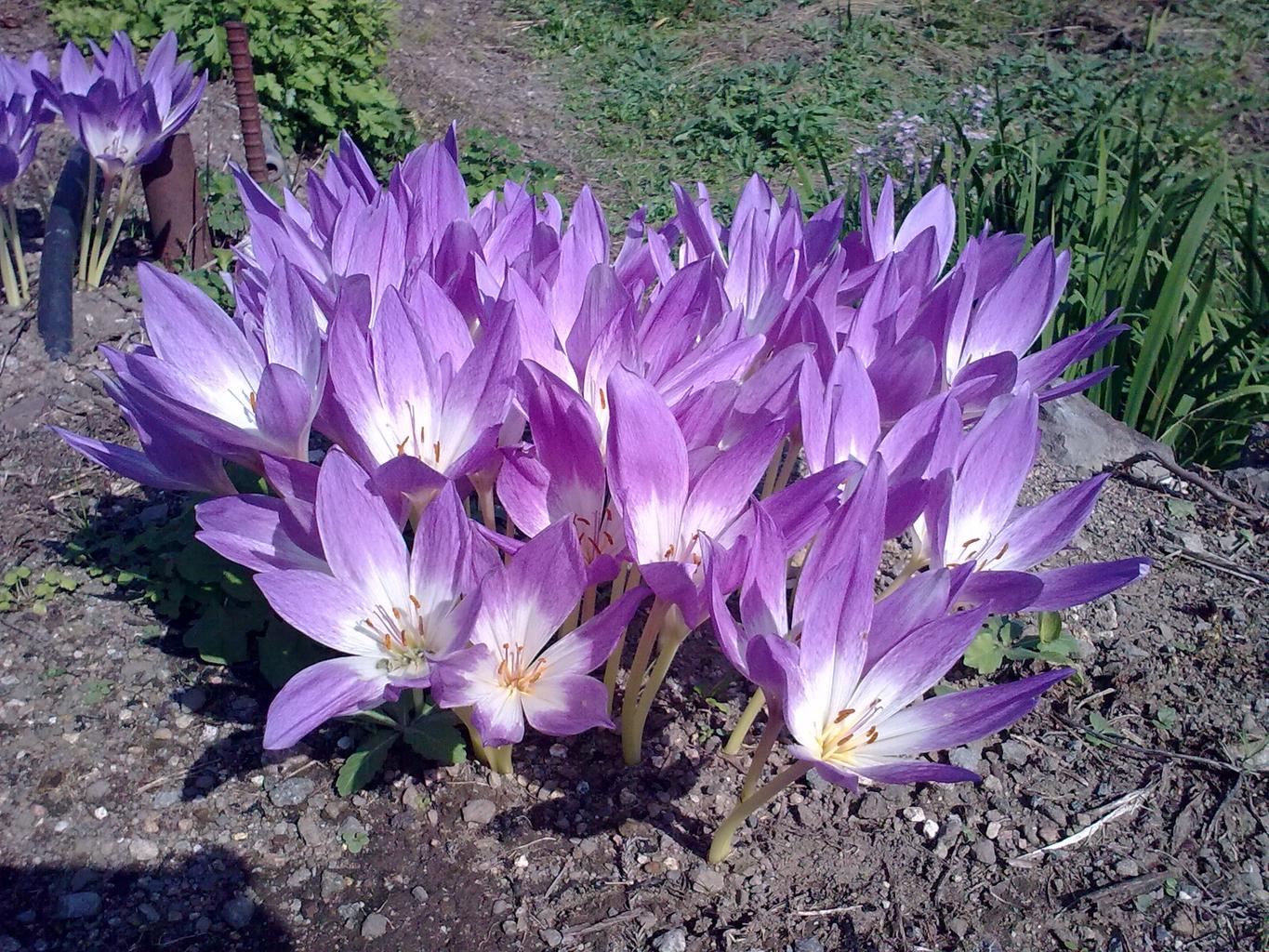 Colchicum speciosum <br>FALL CROCUS