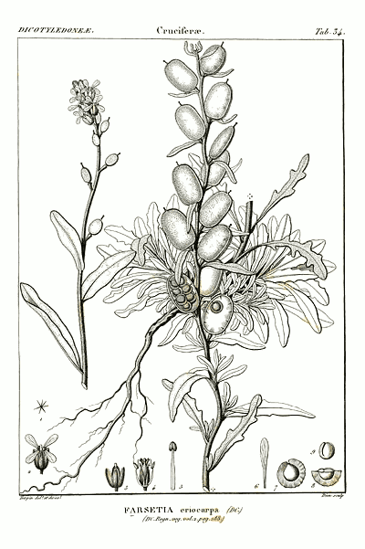 Fibigia clypeata <br>ROMAN SHIELDS - Image 2