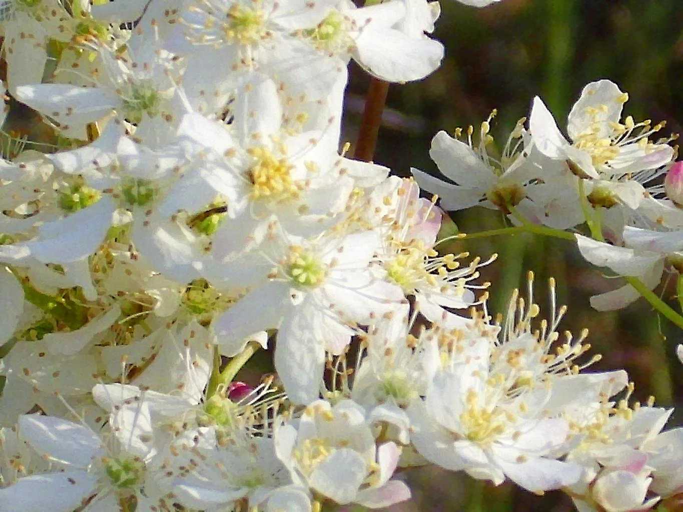 Filipendula vulgaris <br>QUEEN OF THE PRAIRIE, DROPWORT - Image 2