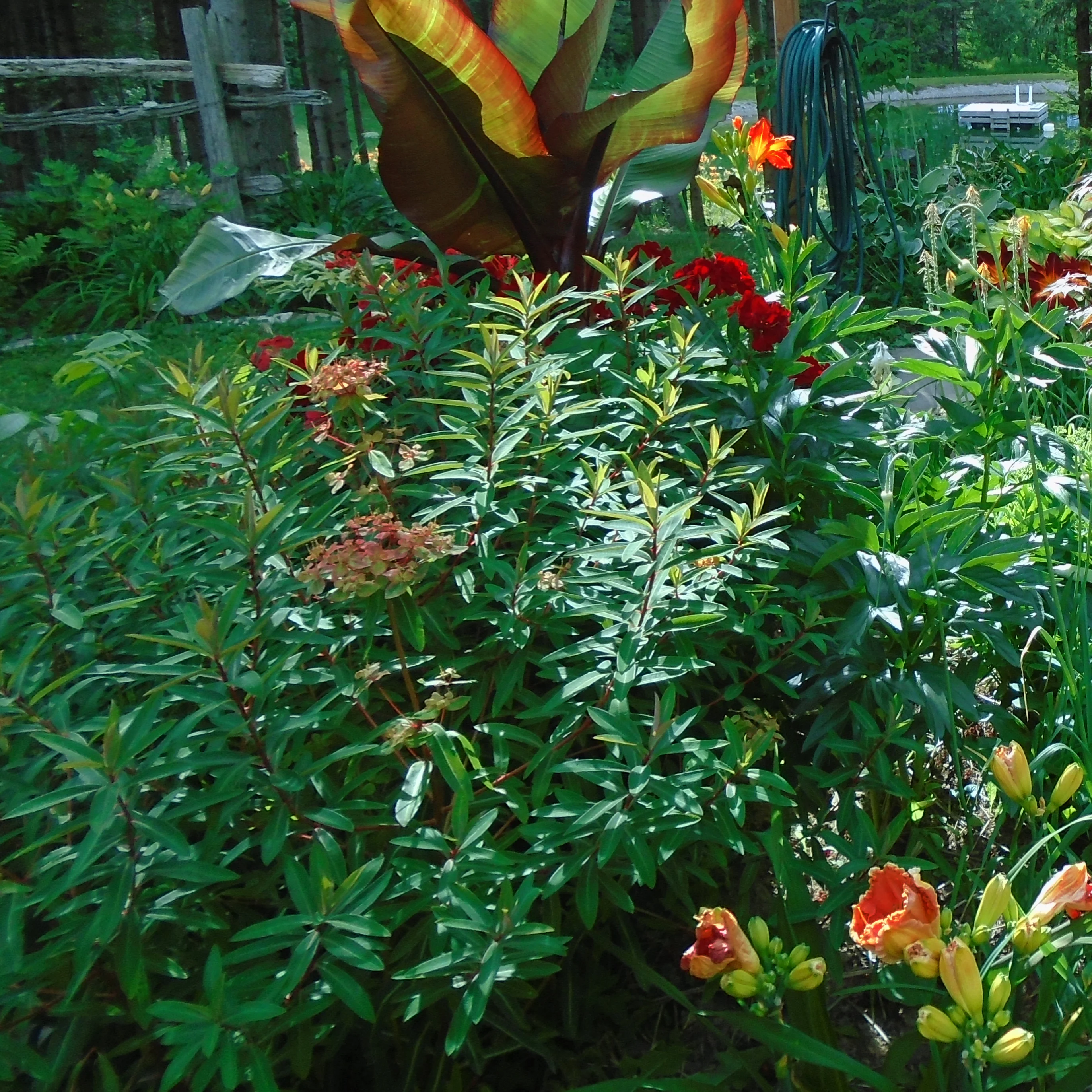 Euphorbia griffithii <br>FIREGLOW EUPHORBIA - Image 2
