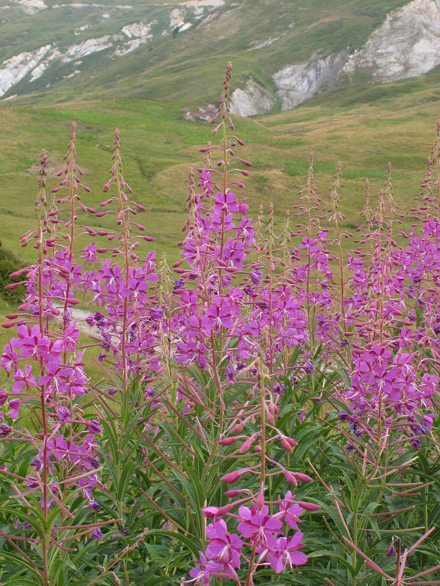 Epilobium angustifolium <br>FIREWEED