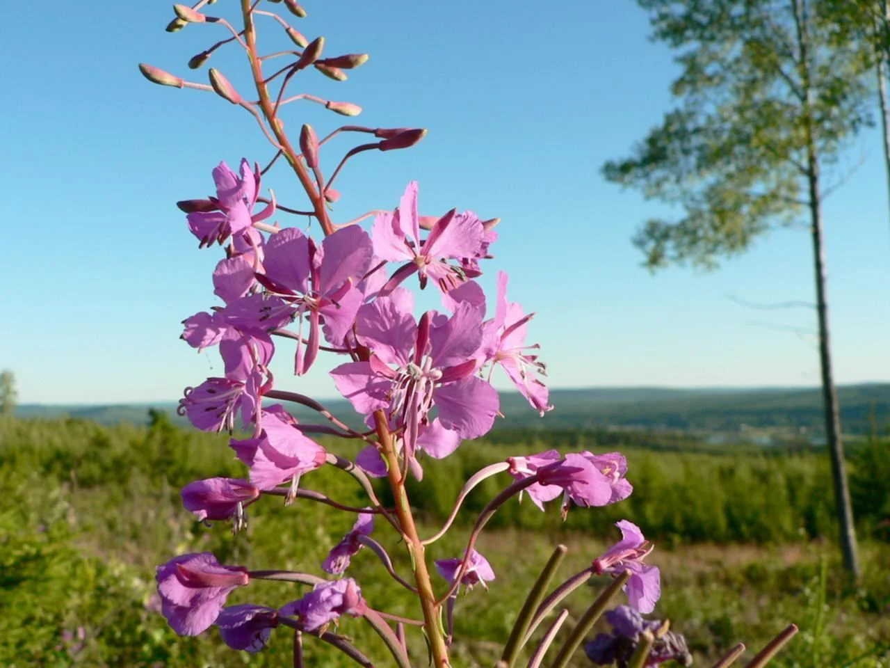 Epilobium angustifolium <br>FIREWEED - Image 2