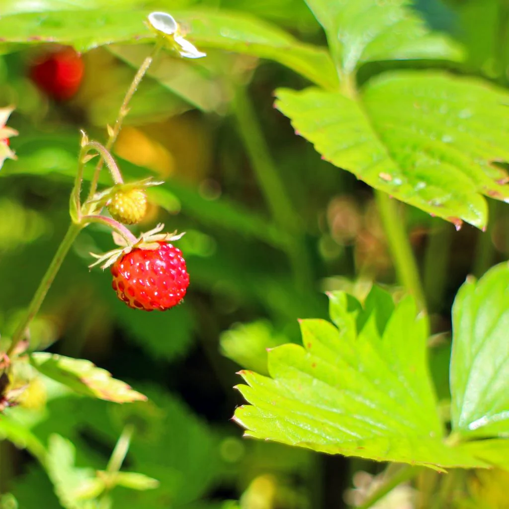 Fragaria vesca <br>GOLD-LEAVED ALPINE STRAWBERRY