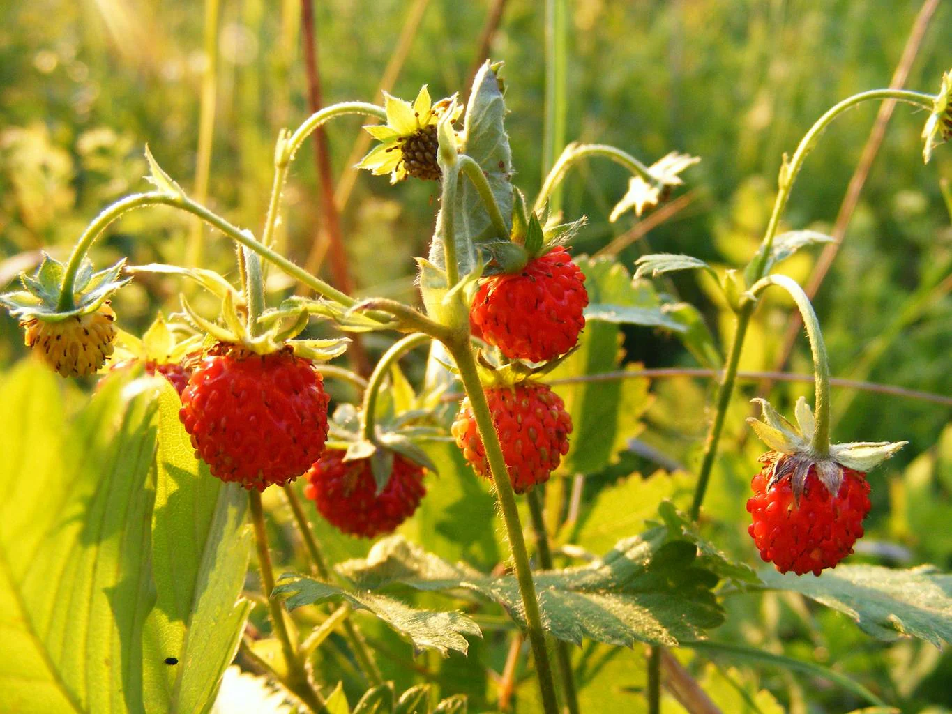 Fragaria vesca <br>GOLD-LEAVED ALPINE STRAWBERRY - Image 2
