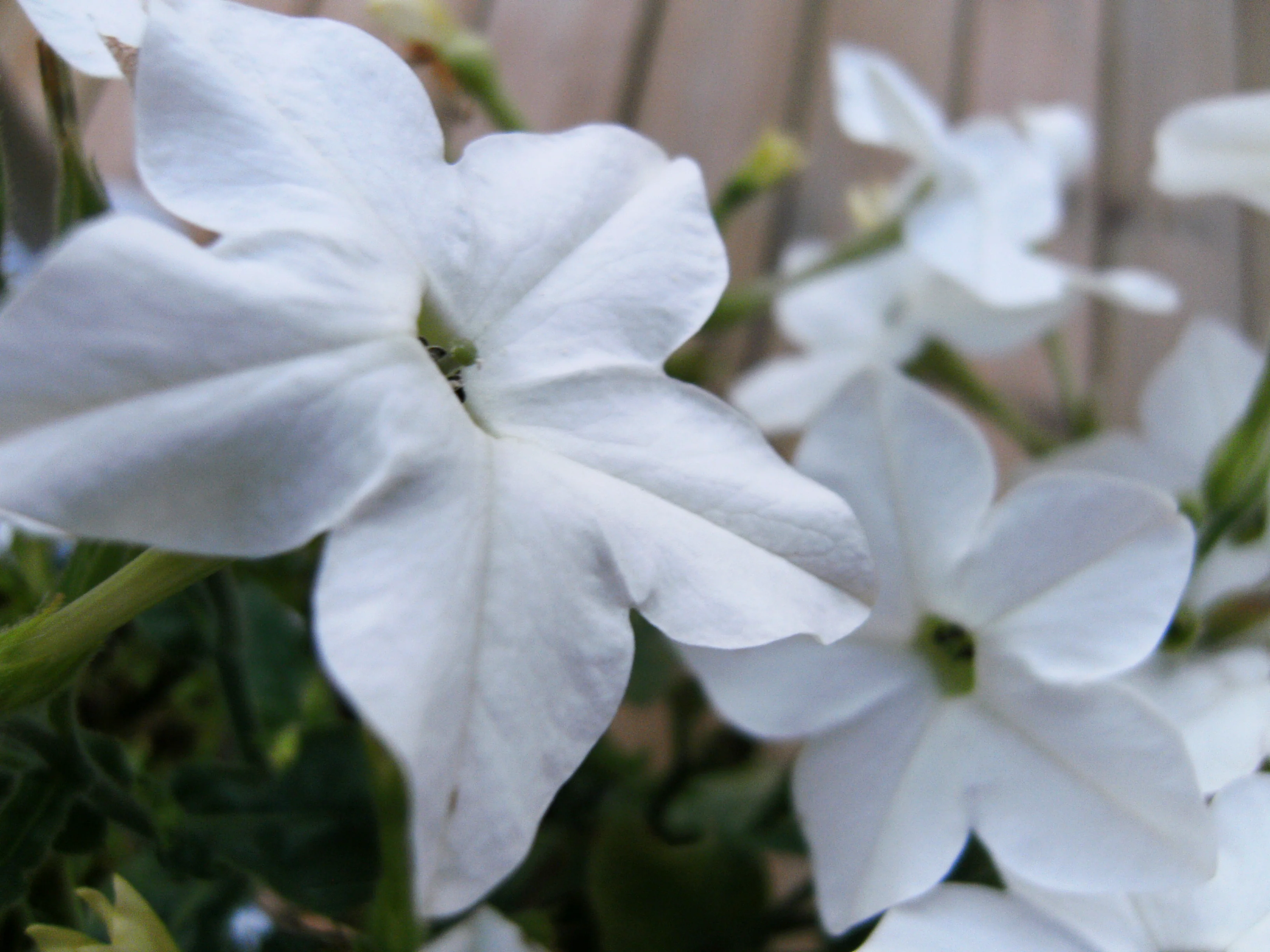 Nicotiana alata <br>DAYTIME BLOOMING TOBACCO MIX - Image 3