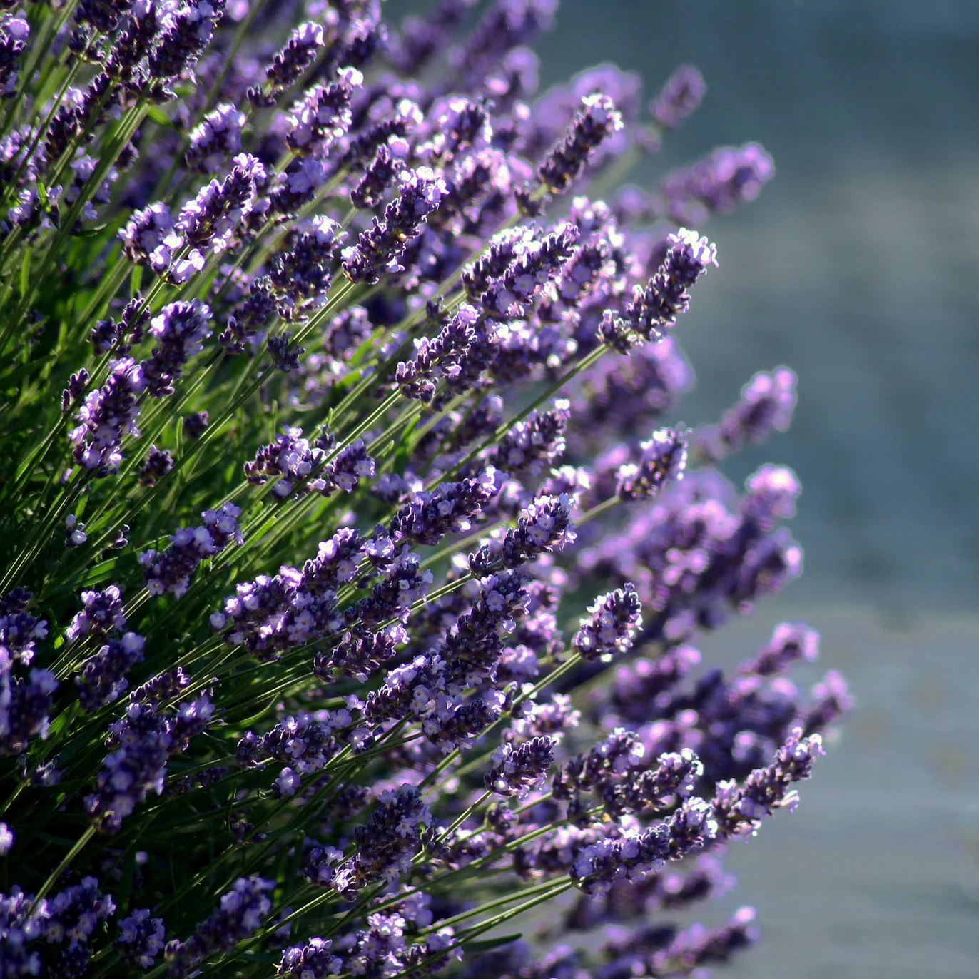 Lavandula <br>DWARF BLUE LAVENDER 'MUNSTEAD'