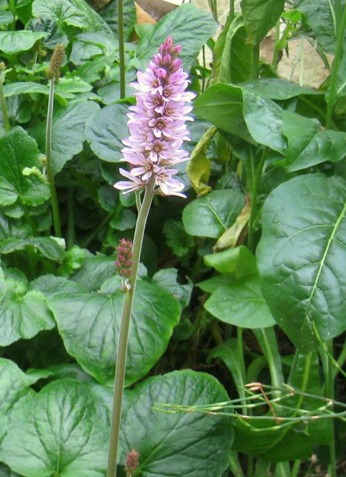 Francoa sonchifolia <br>BRIDAL WREATH - Image 2