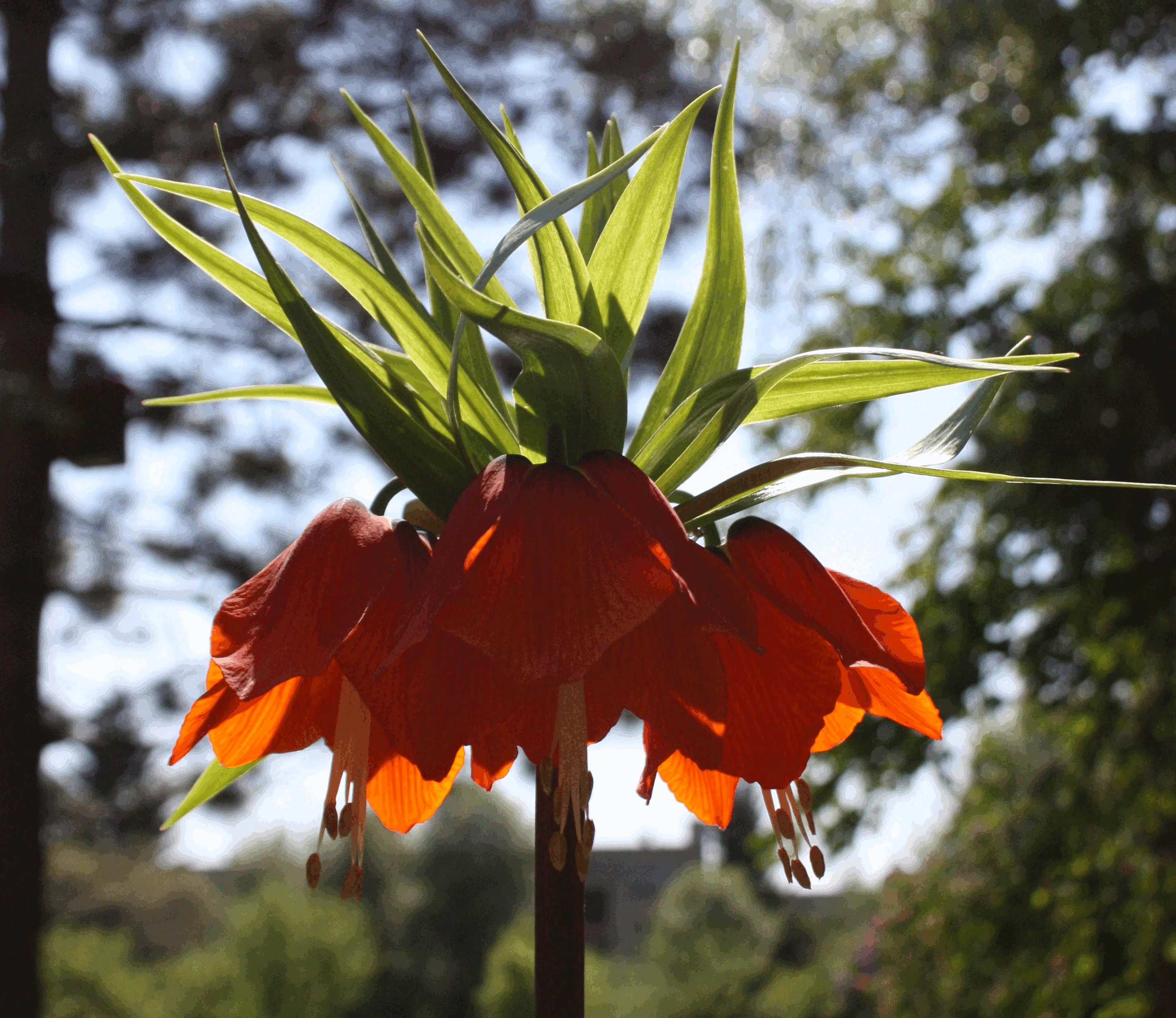 Fritillaria imperialis <br>CROWN IMPERIAL - Image 2