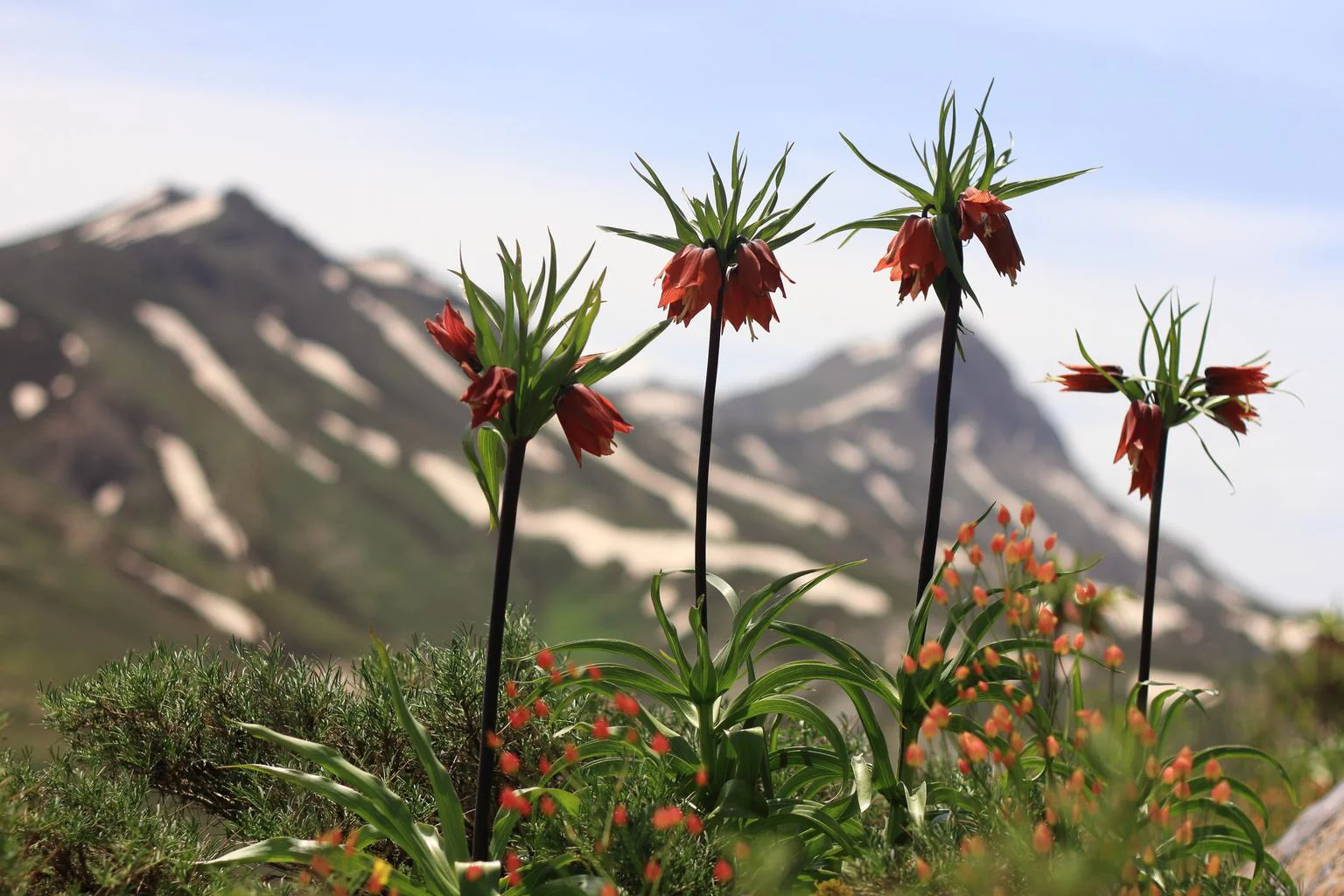 Fritillaria imperialis <br>CROWN IMPERIAL - Image 3