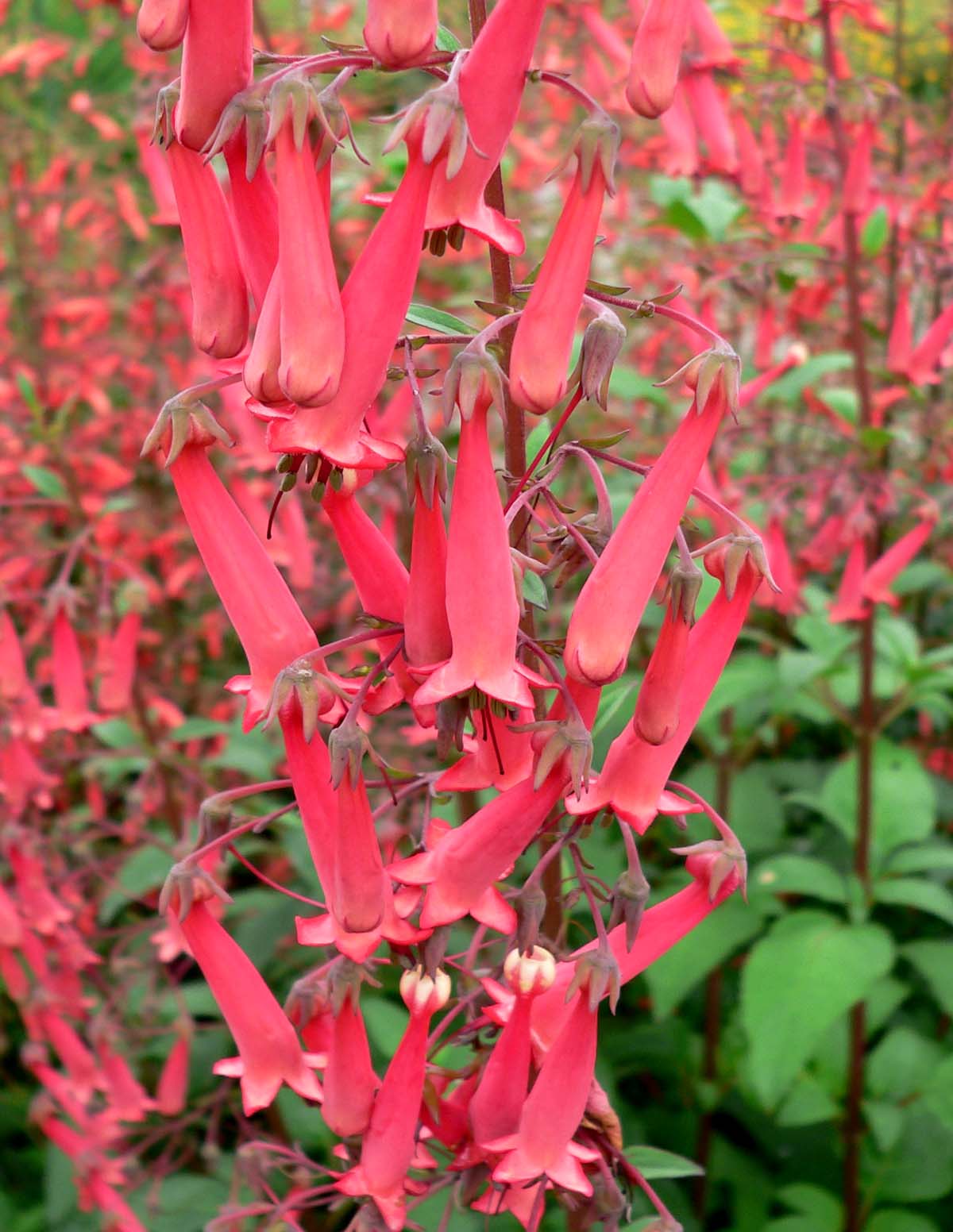 Phygelius capensis <br>CAPA FUCHSIA, CAPE FIGWORT