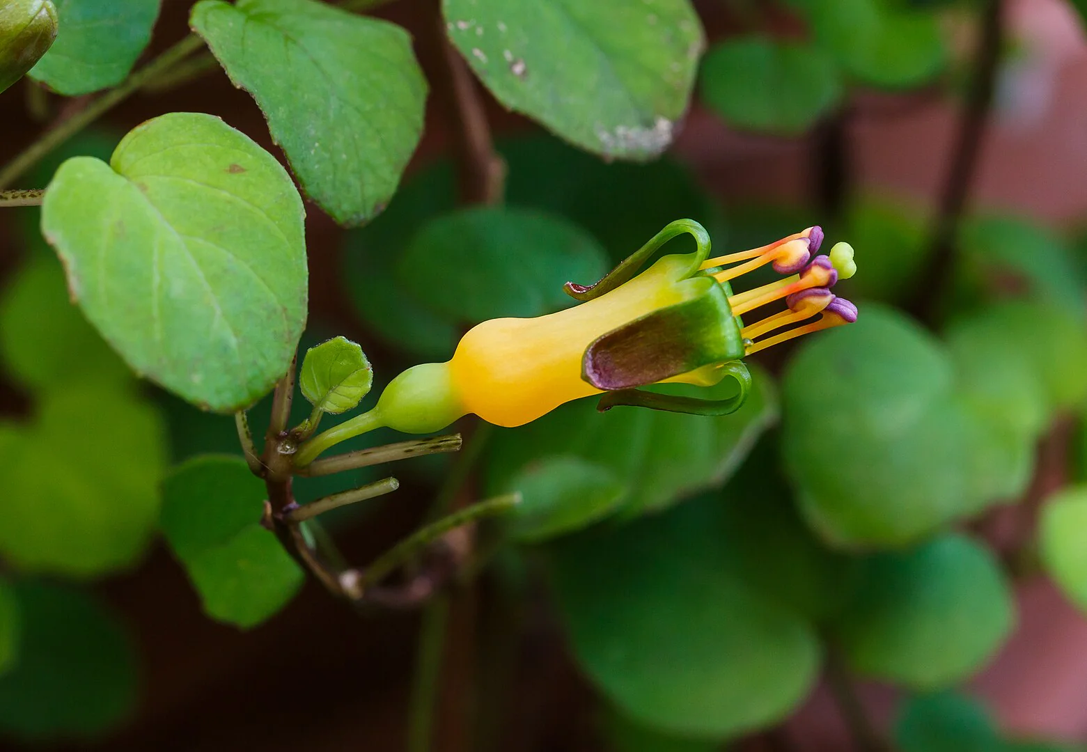 Fuchsia procumbens <br>CREEPING FUCHSIA