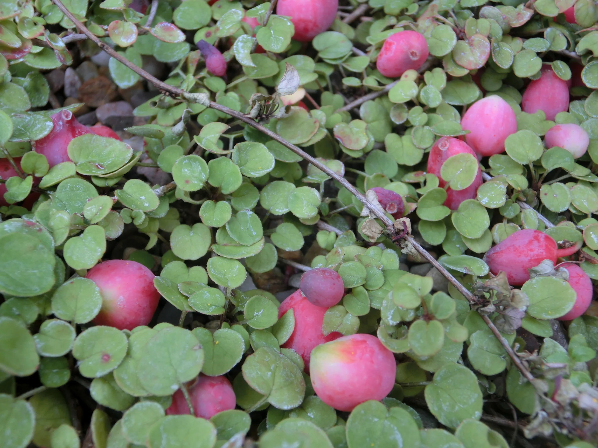 Fuchsia procumbens <br>CREEPING FUCHSIA - Image 2