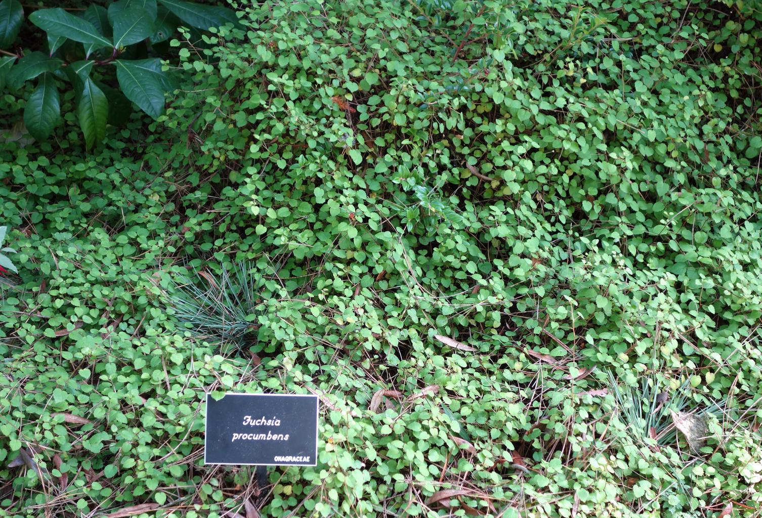 Fuchsia procumbens <br>CREEPING FUCHSIA - Image 3