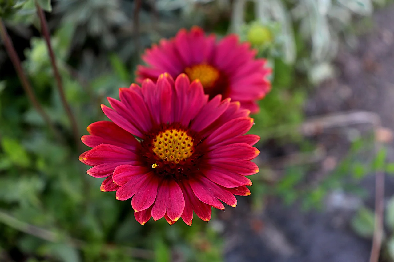 Gaillardia aristata <br>BLANKET FLOWER 'ARIZONA RED'