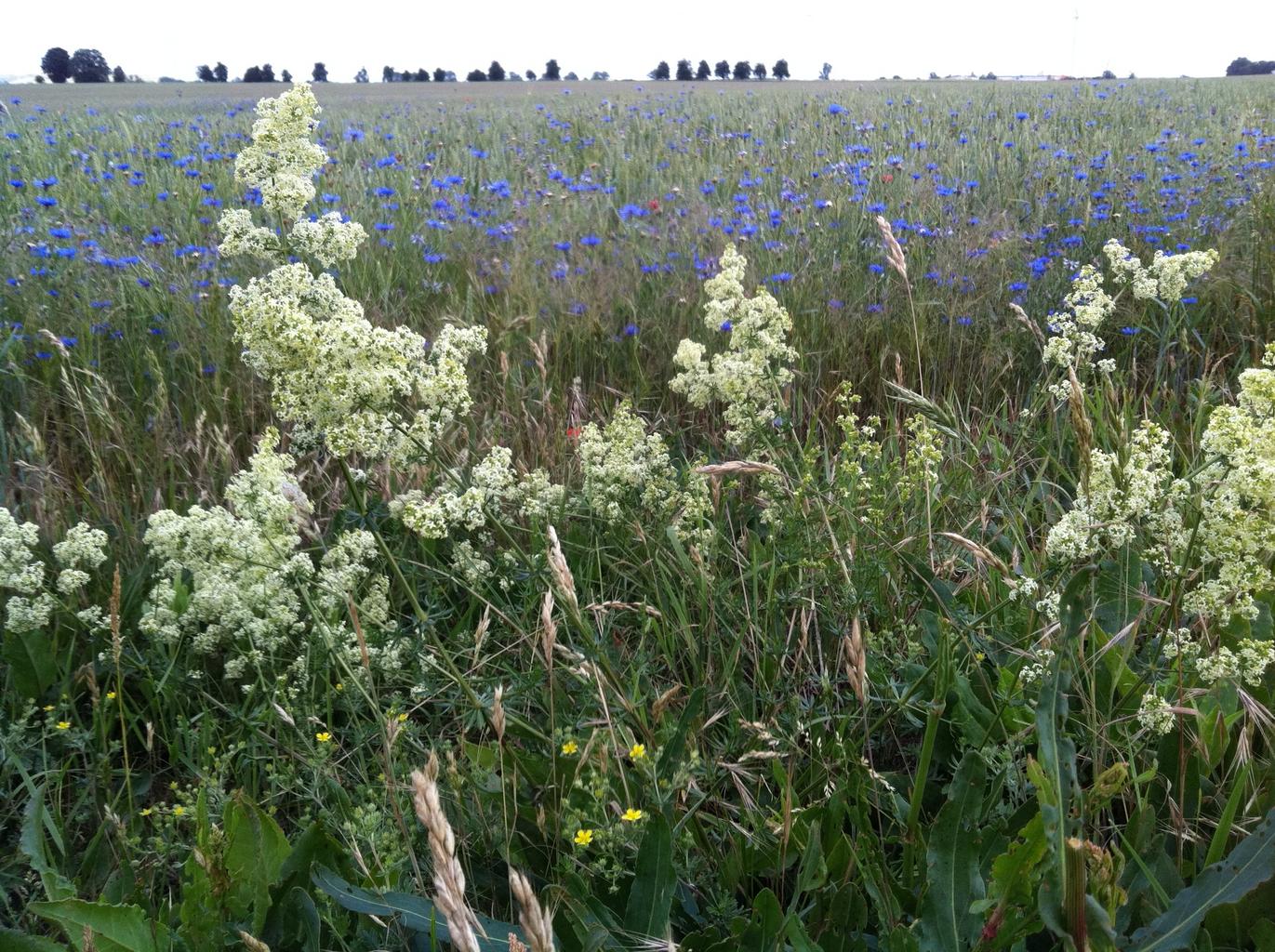 Galium album <br>WHITE BEDSTRAW.