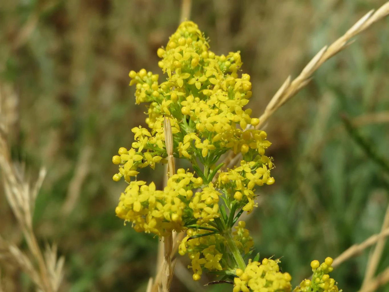 Galium verum <br>LADY'S BEDSTRAW. - Image 2