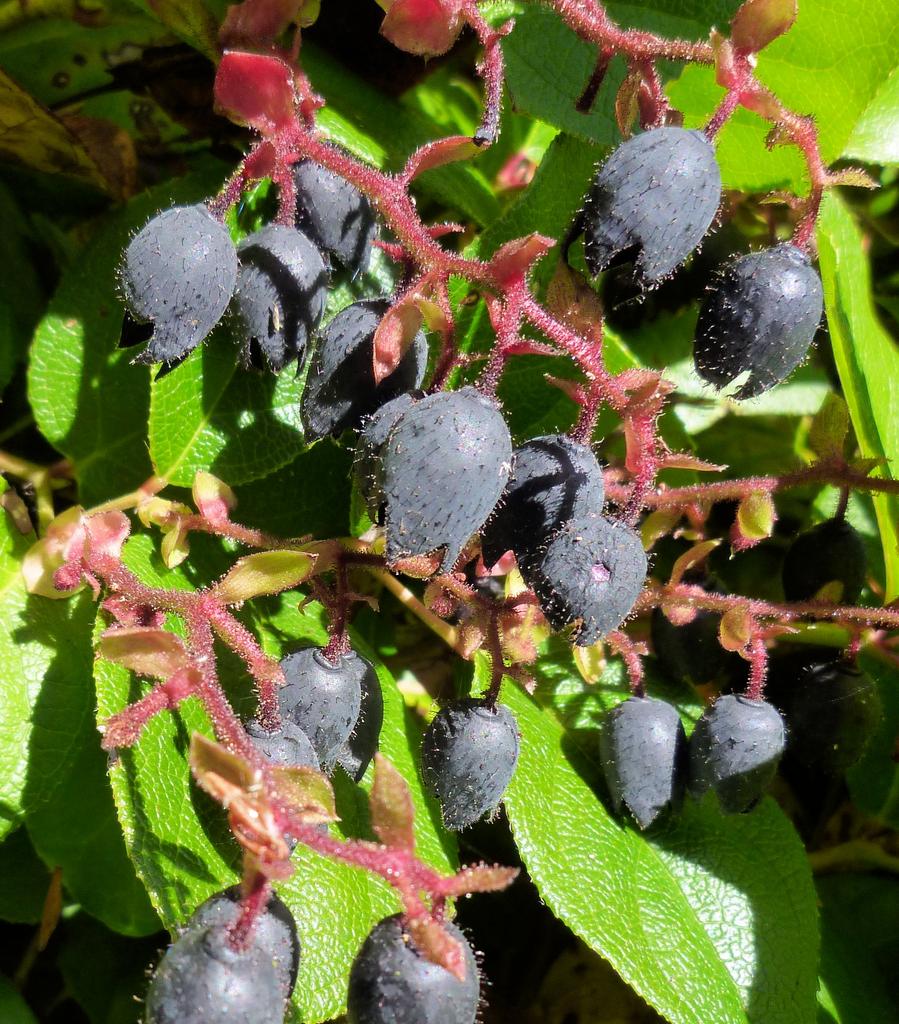 Gaultheria shallon <br>OREGON WINTERGREEN