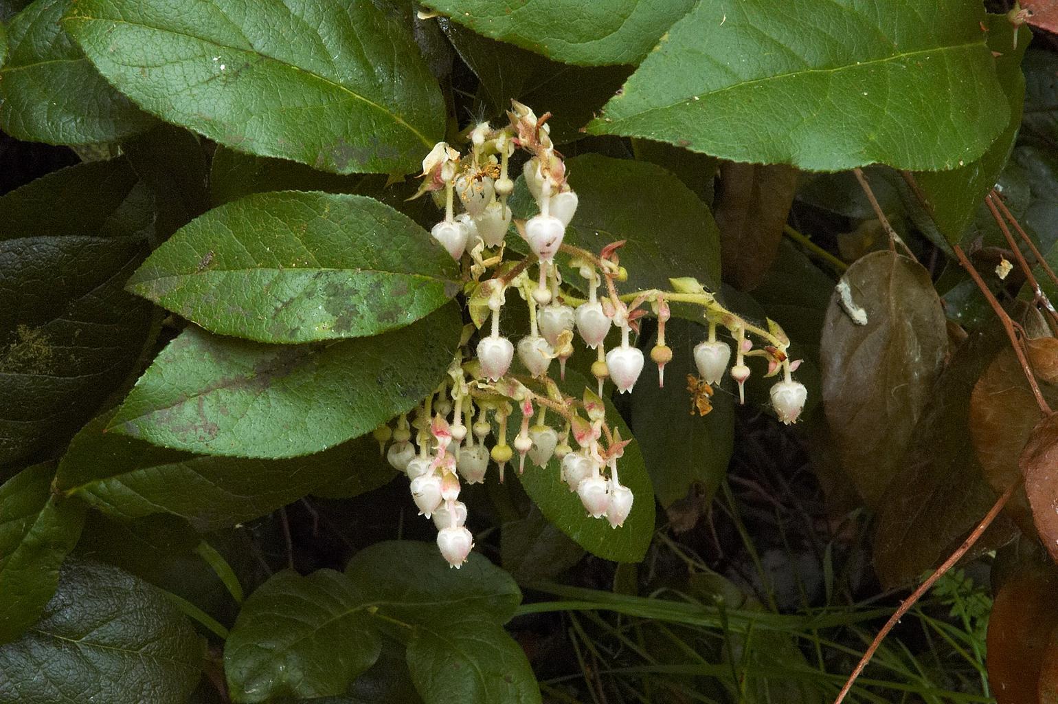 Gaultheria shallon <br>OREGON WINTERGREEN - Image 2