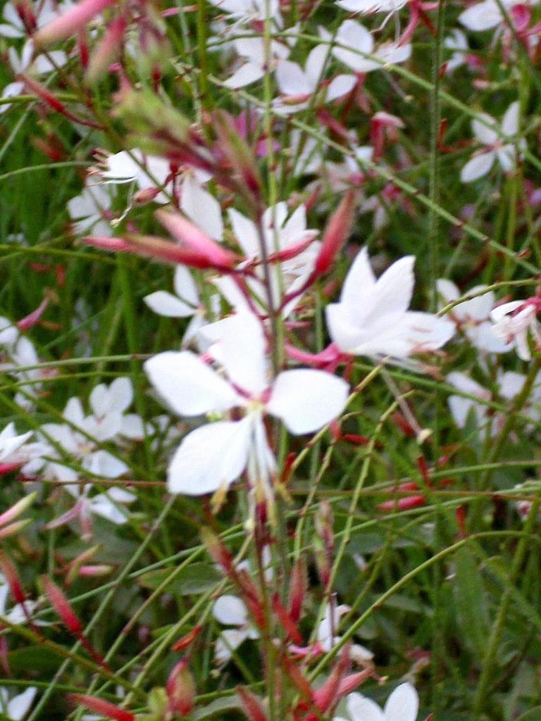 Gaura lindheimeri <br>APPLEBLOSSOM GRASS, WHIRLING BUTTERFLIES, BEEBLOSSOM