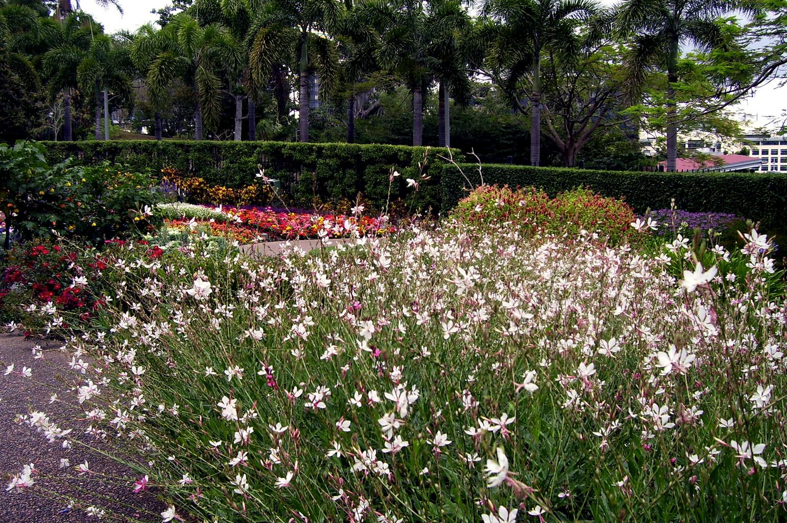 Gaura lindheimeri <br>APPLEBLOSSOM GRASS, WHIRLING BUTTERFLIES, BEEBLOSSOM - Image 2