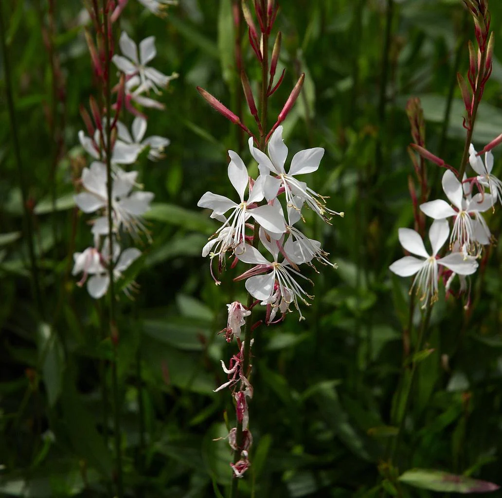 Gaura lindheimeri <br>APPLEBLOSSOM GRASS, WHIRLING BUTTERFLIES, BEEBLOSSOM - Image 3