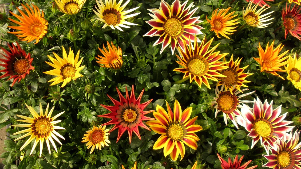 Gazania ringens <br>GAZANIA MIX - Image 9