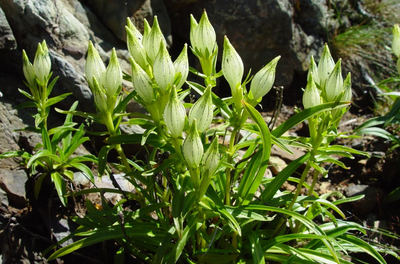 Gentiana algida <br>WHITISH GENTIAN