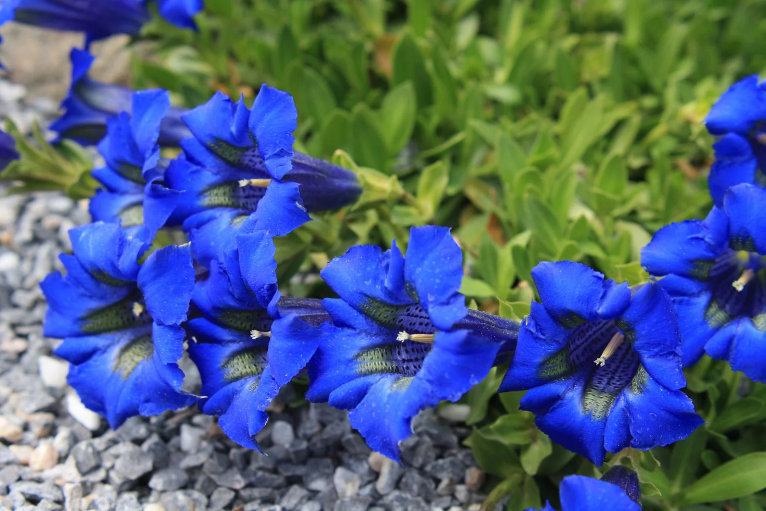 Gentiana angustifolia <br>STEMLESS TRUMPET GENTIAN