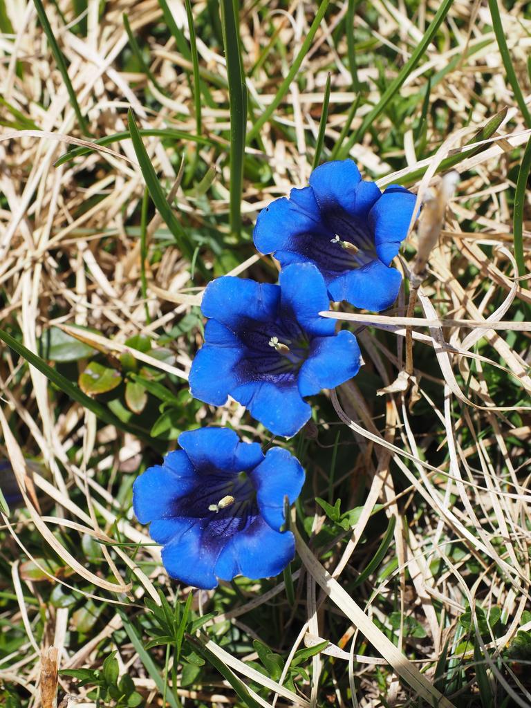 Gentiana clusii <br>CLUSIUS' GENTIAN - Image 2