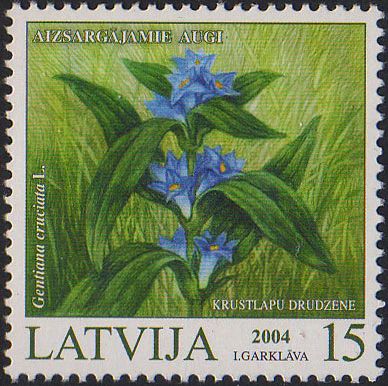 Gentiana cruciata <br>CROSS GENTIAN - Image 3