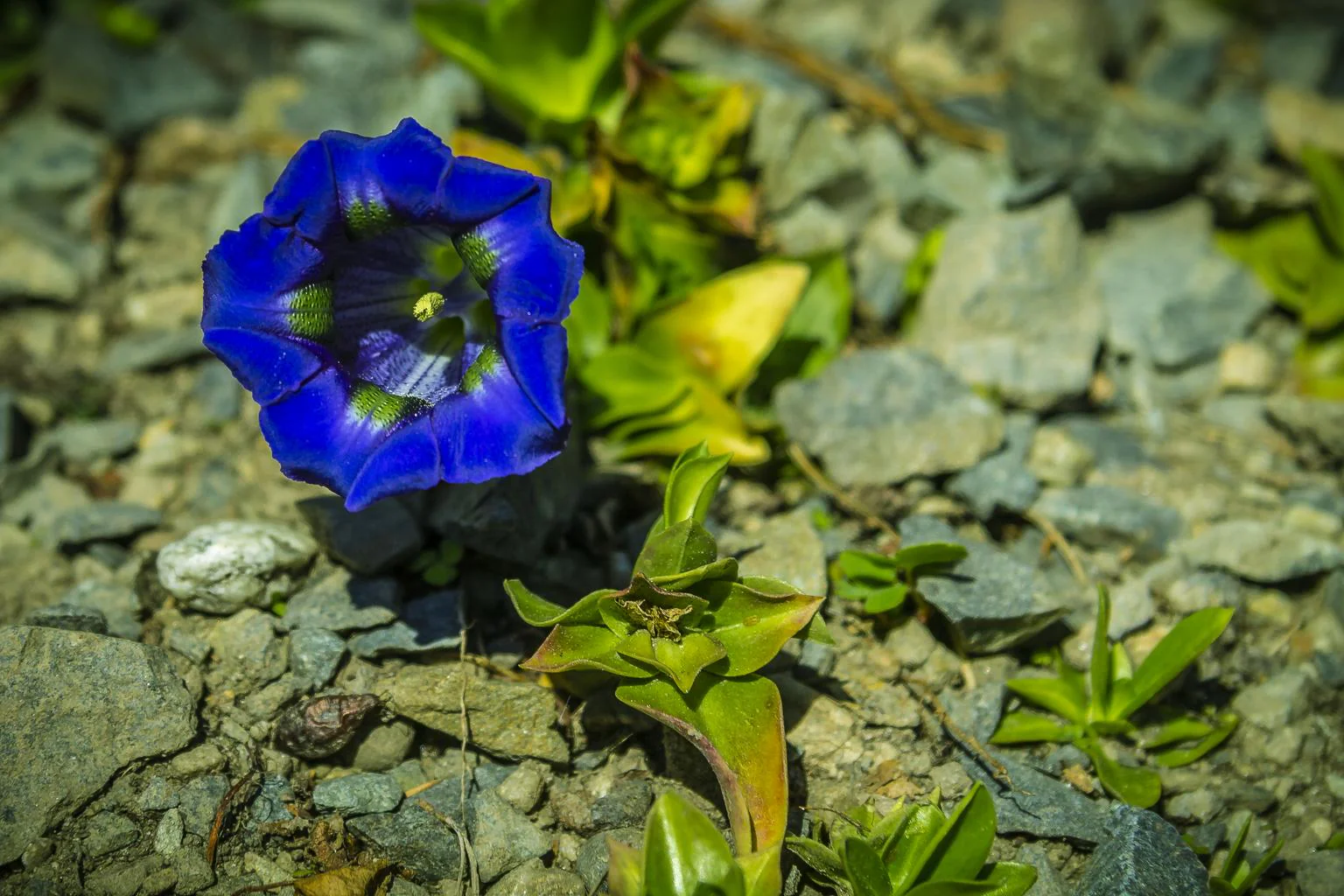 Gentiana dinarica <br>TRUMPET GENTIAN - Image 2