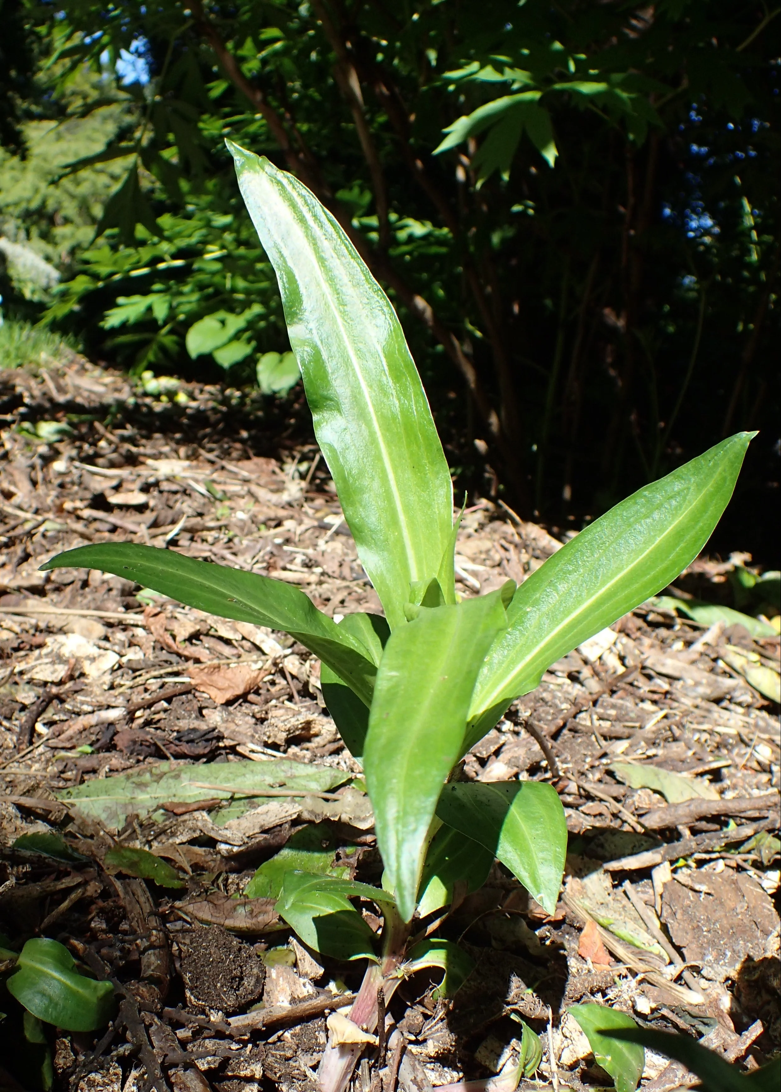 Gentiana gracilipes, G.Dahurica <br>GRASS-LEAVED GENTIAN