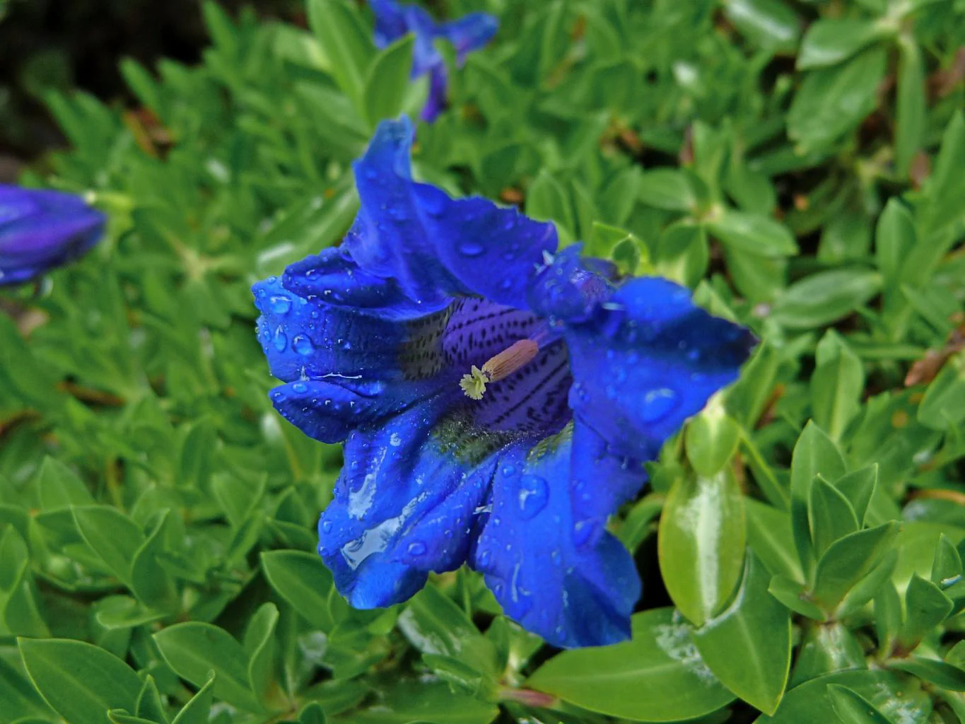 Gentiana makinoi <br>ROYAL BLUE GENTIAN