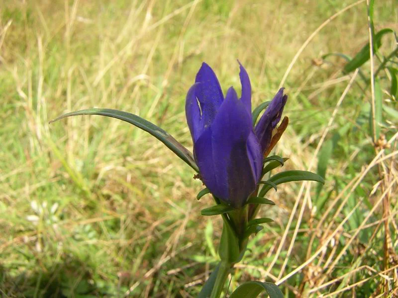 Gentiana pneumonanthe <br>MARSH GENTIAN - Image 2