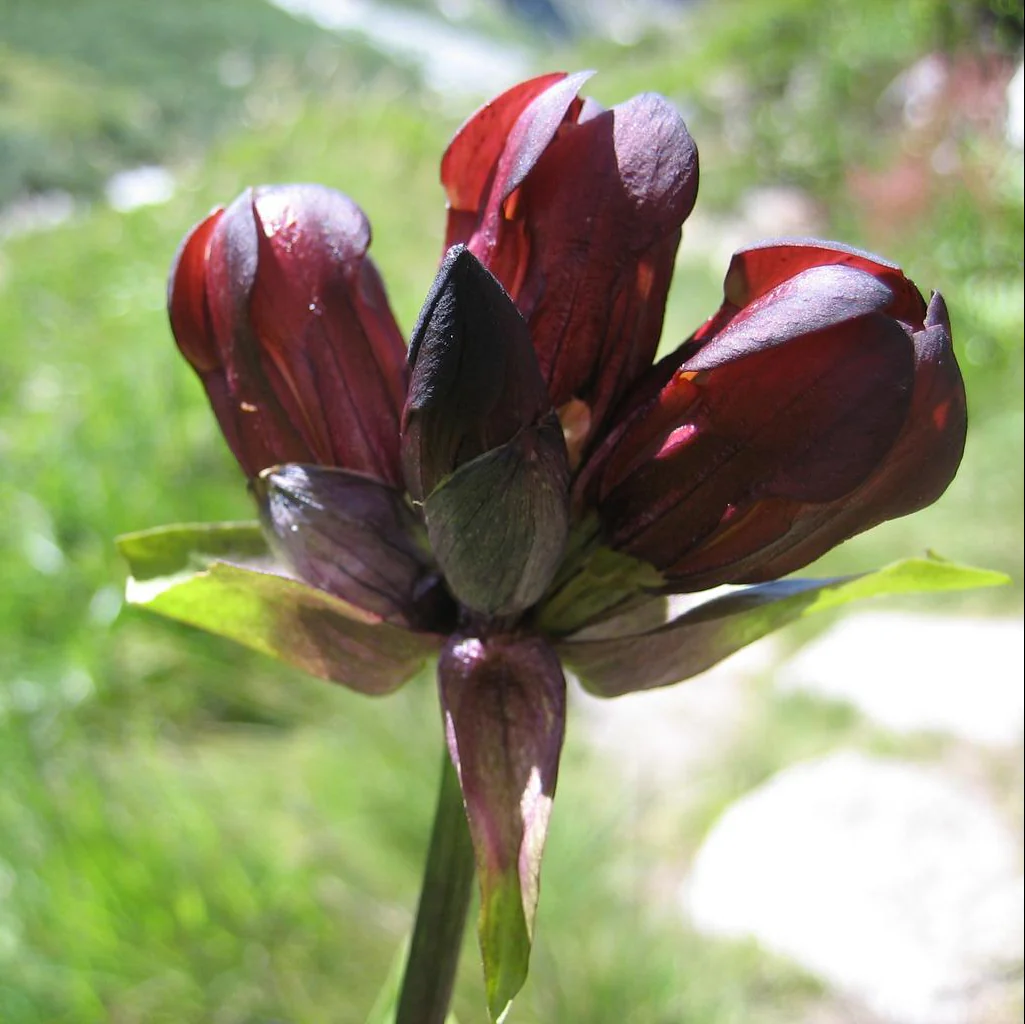 Gentiana purpurea <br>PURPLE GENTIAN