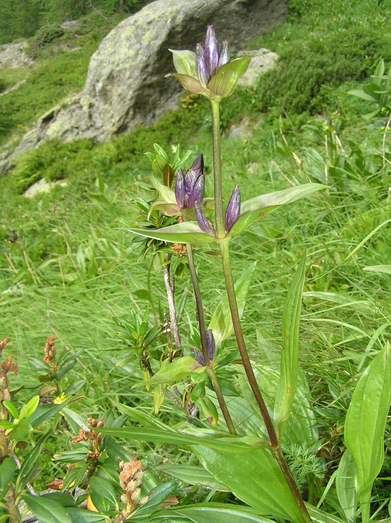 Gentiana purpurea <br>PURPLE GENTIAN - Image 2