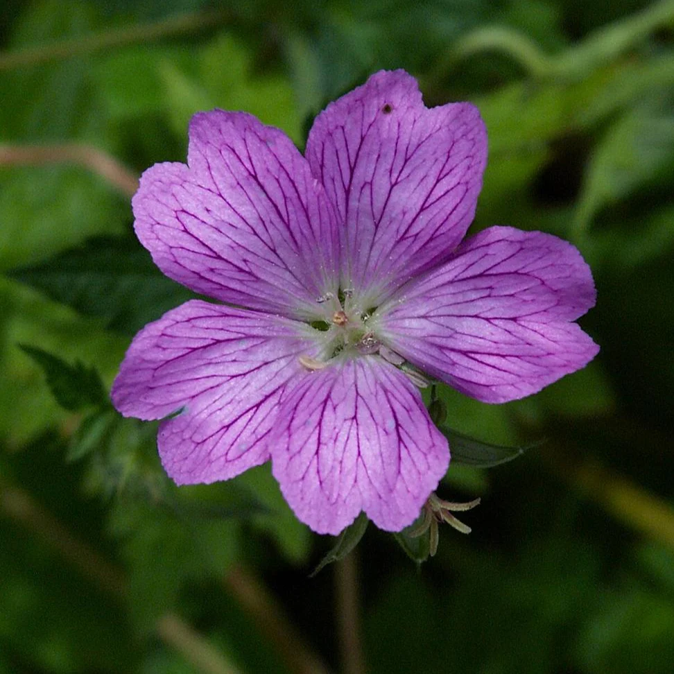 Geranium endressii <br>FRENCH CRANESBILL
