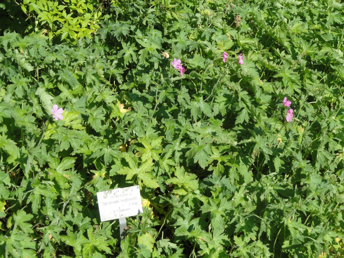 Geranium endressii <br>FRENCH CRANESBILL - Image 2