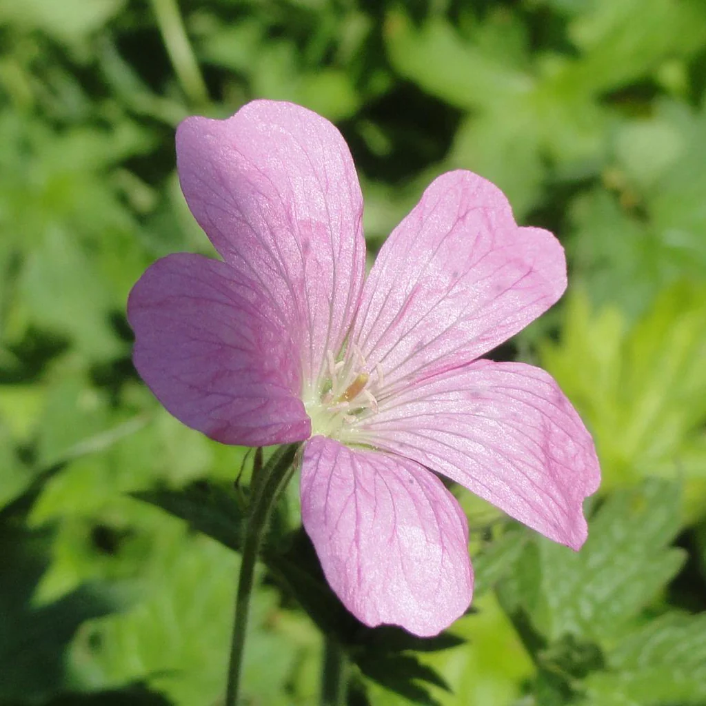 Geranium endressii <br>FRENCH CRANESBILL - Image 3