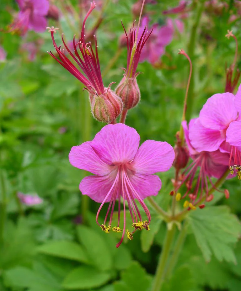 Geranium macrorrhizum <br>WILD FORM GERANIUM, BIG ROOT CRANESBILL