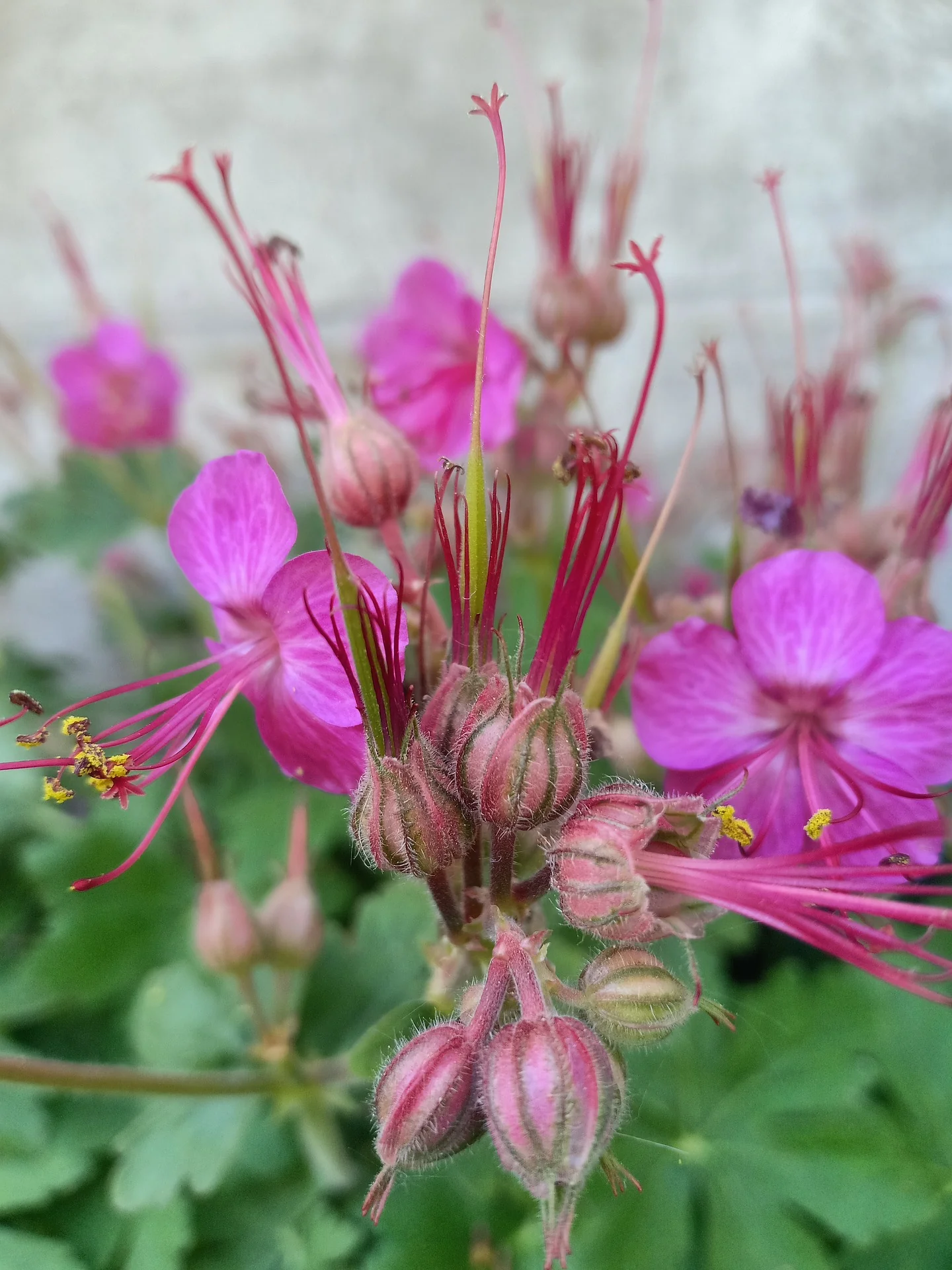 Geranium macrorrhizum <br>WILD FORM GERANIUM, BIG ROOT CRANESBILL - Image 2