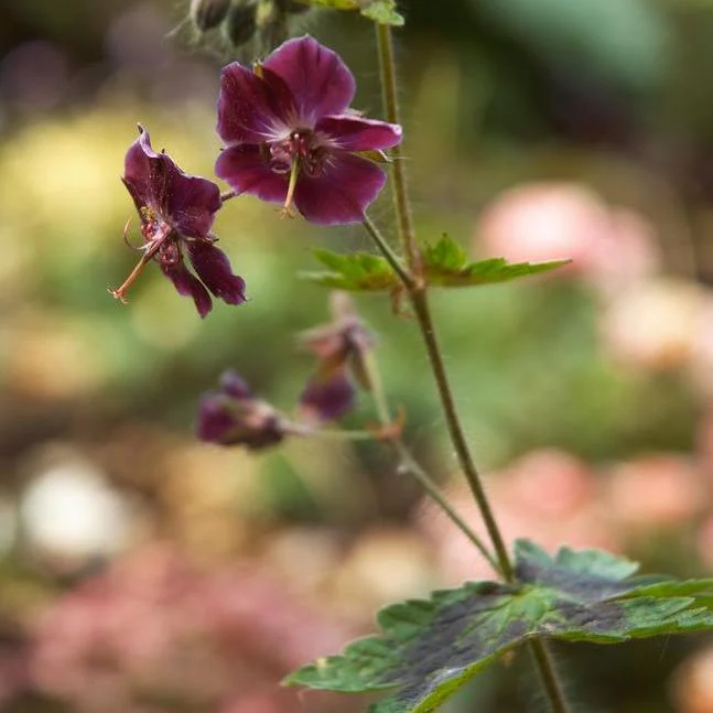 Geranium phaeum <br>GERANIUM SAMOBOR Patterned Mottled Leaves
