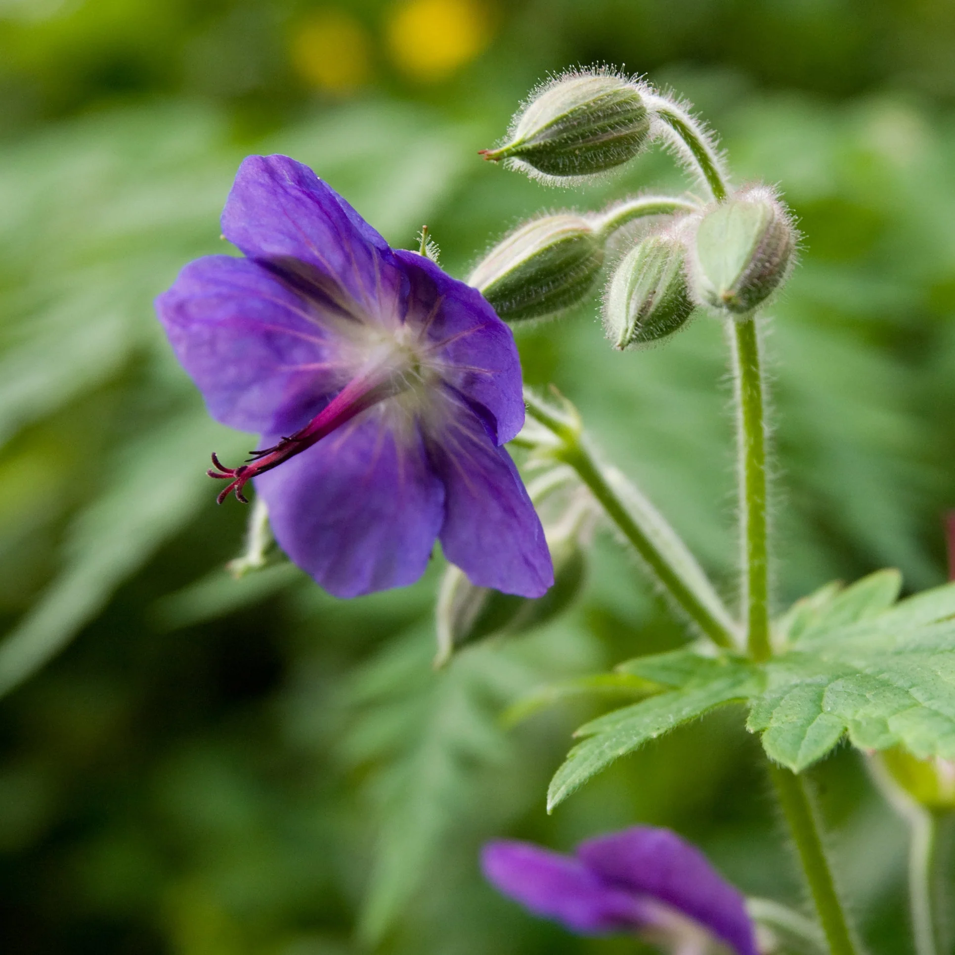 Geranium platyanthum, G.eriostemon <br>PERENNIAL GERANIUM