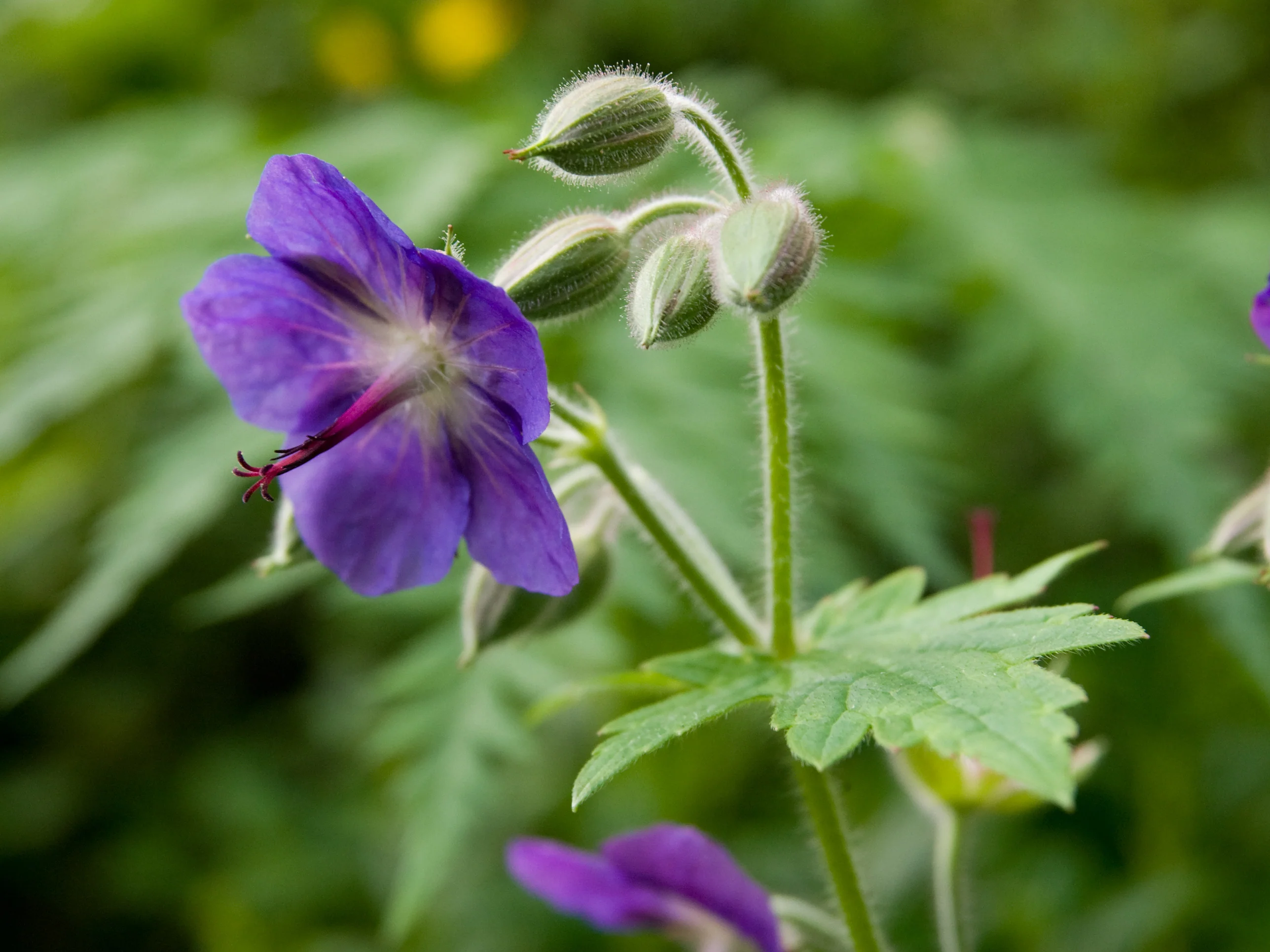 Geranium platyanthum, G.eriostemon <br>PERENNIAL GERANIUM - Image 2