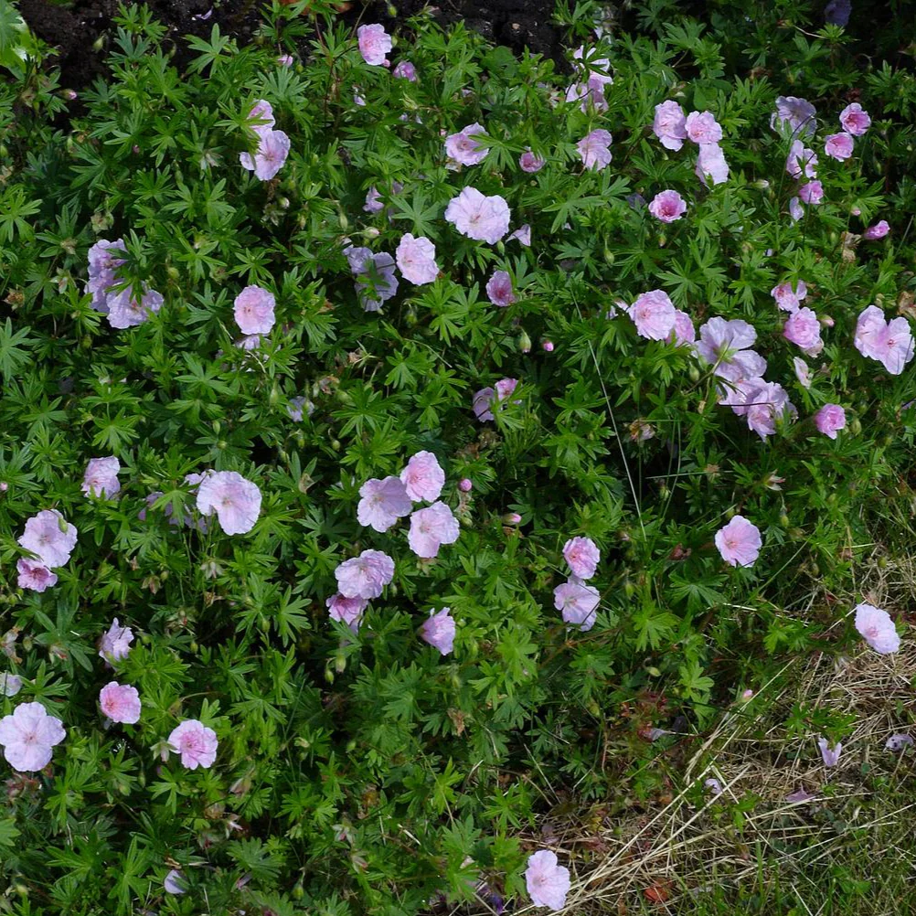 Geranium sanguineum <br>PINK PERENNIAL GERANIUM