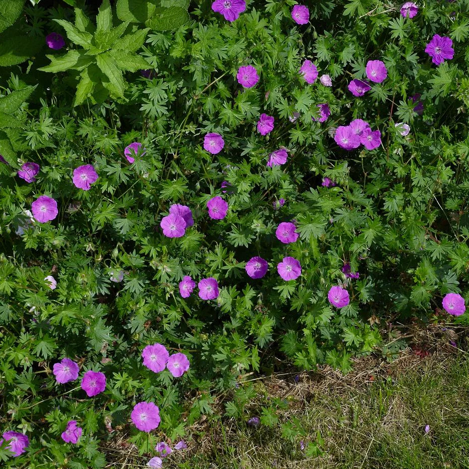 Geranium sanguineum <br>DWARF RED-PURPLE PERENNIAL GERANIUM