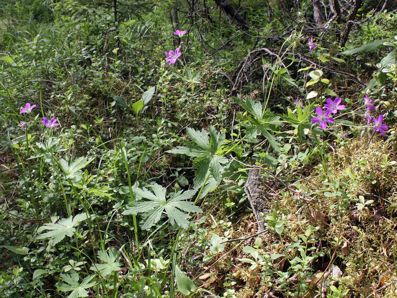 Geranium sylvaticum <br>WOOD CRANESBILL - Image 2
