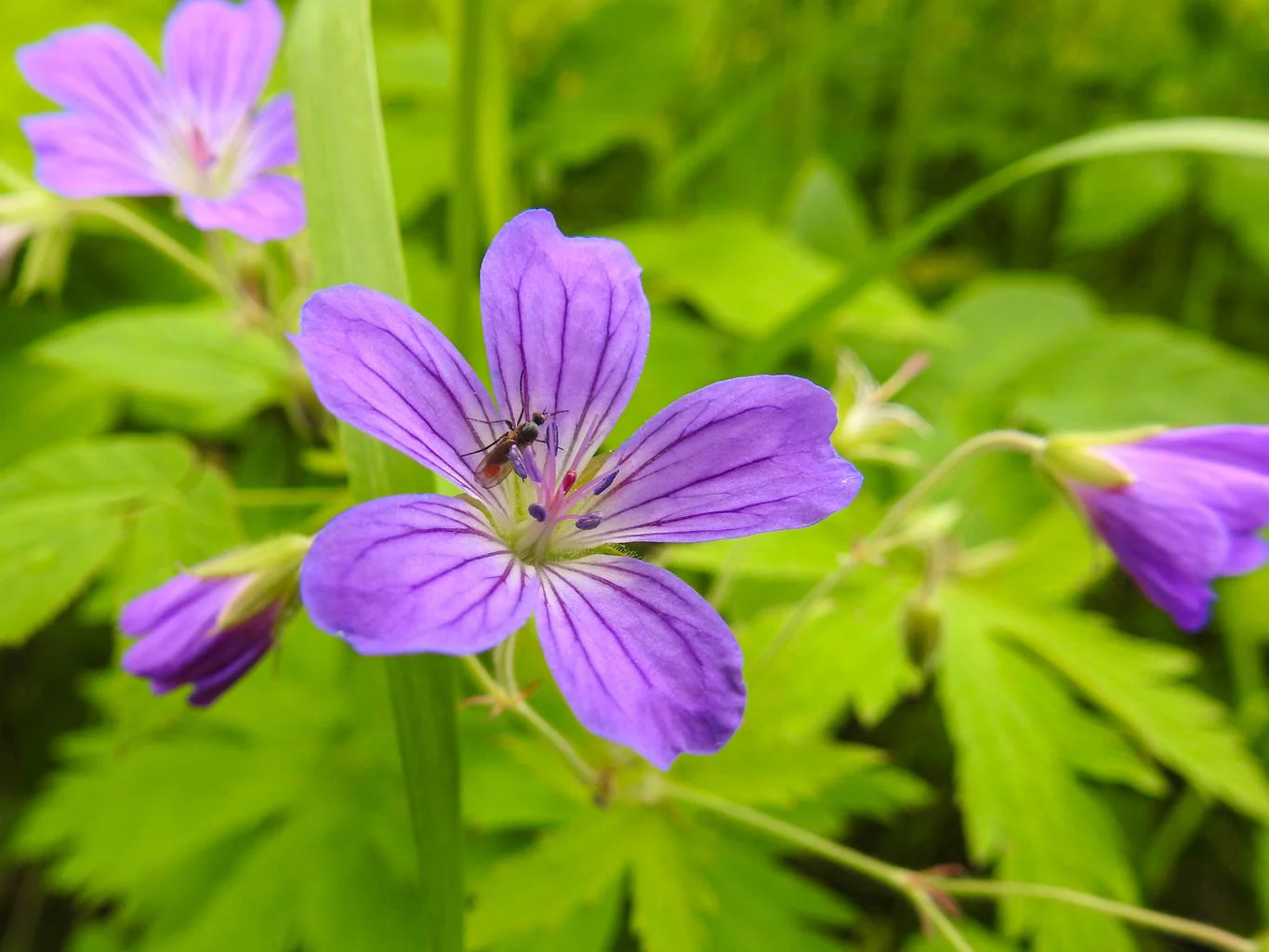 Geranium sylvaticum <br>WOOD CRANESBILL - Image 3